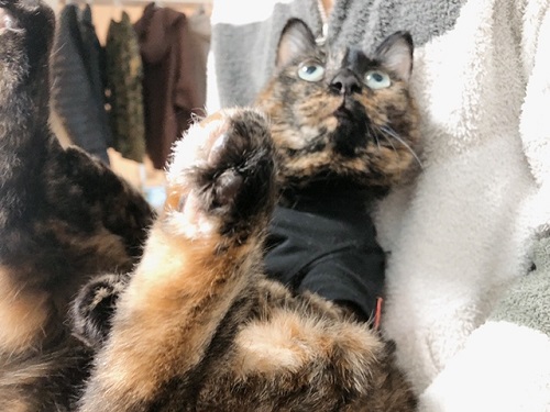 f:id:choco116choco:20211231075942j:plain