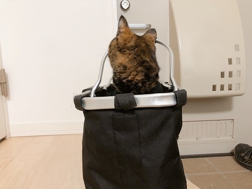 f:id:choco116choco:20211231080448j:plain