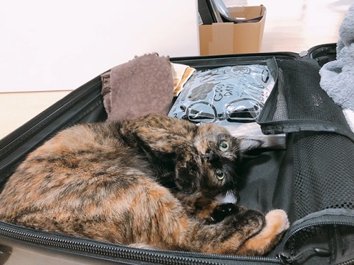 f:id:choco116choco:20211231081051j:plain