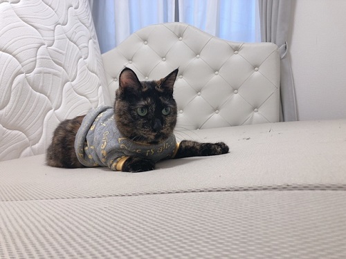 f:id:choco116choco:20220112070328j:plain