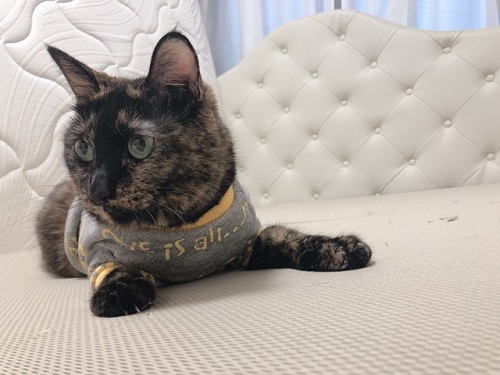 f:id:choco116choco:20220112070640j:plain