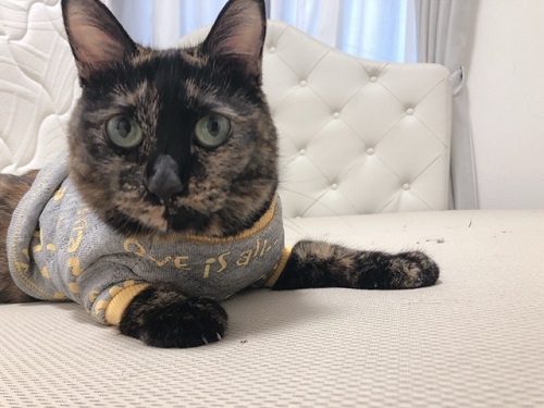 f:id:choco116choco:20220112070659j:plain