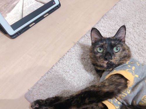 f:id:choco116choco:20220131070001j:plain