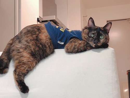 f:id:choco116choco:20220202070255j:plain