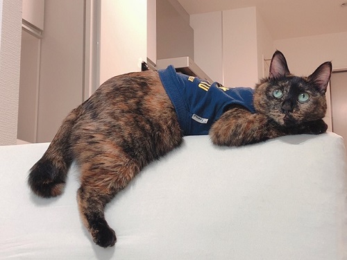 f:id:choco116choco:20220202070305j:plain