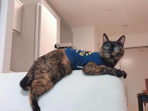 f:id:choco116choco:20220202070313j:plain