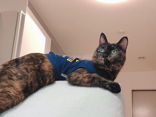 f:id:choco116choco:20220202070323j:plain