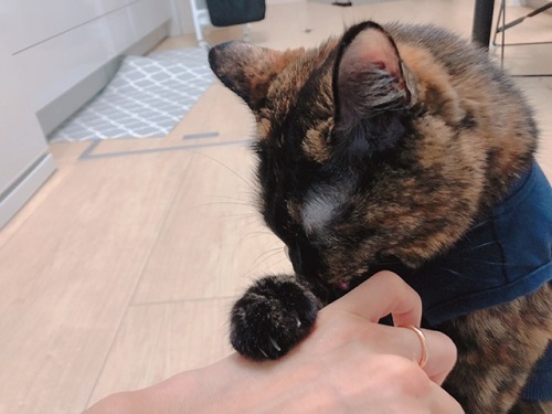 f:id:choco116choco:20220202070335j:plain