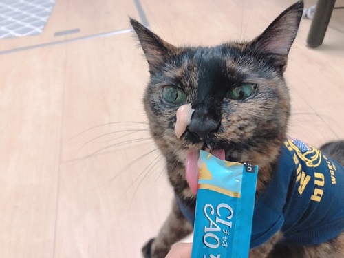 f:id:choco116choco:20220202070344j:plain