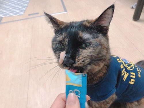 f:id:choco116choco:20220202070400j:plain