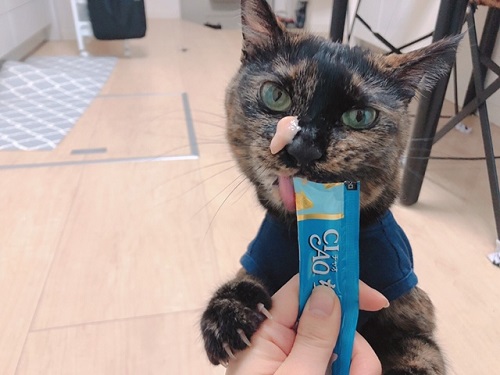 f:id:choco116choco:20220202070410j:plain