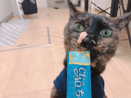 f:id:choco116choco:20220202070432j:plain