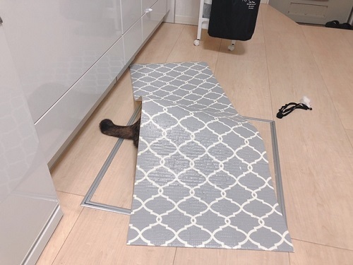 f:id:choco116choco:20220202070451j:plain