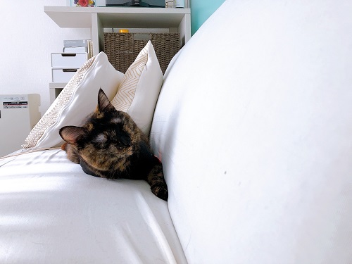 f:id:choco116choco:20220204072550j:plain