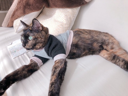 f:id:choco116choco:20220204072558j:plain