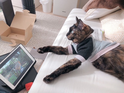 f:id:choco116choco:20220204072606j:plain