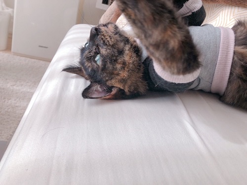 f:id:choco116choco:20220204072638j:plain