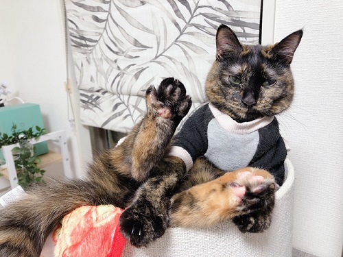 f:id:choco116choco:20220207070401j:plain