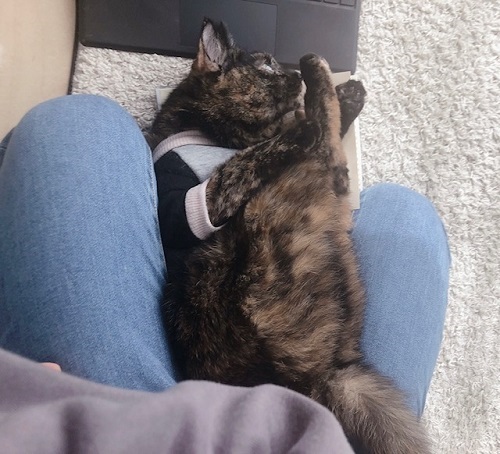 f:id:choco116choco:20220209070310j:plain