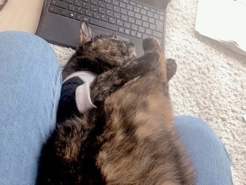 f:id:choco116choco:20220209070426j:plain