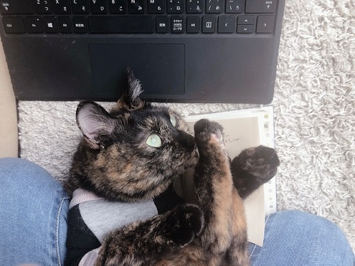 f:id:choco116choco:20220209070621j:plain