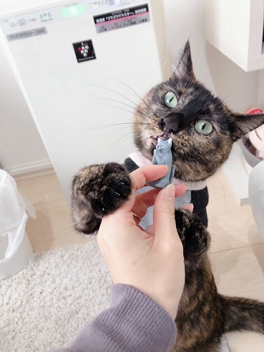 f:id:choco116choco:20220209071037j:plain