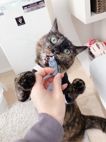 f:id:choco116choco:20220209071115j:plain