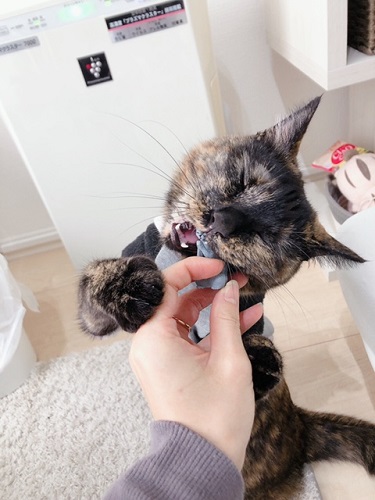 f:id:choco116choco:20220209071231j:plain