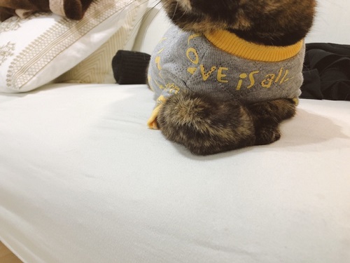 f:id:choco116choco:20220221074411j:plain