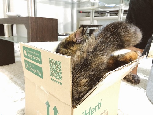 f:id:choco116choco:20220225071627j:plain