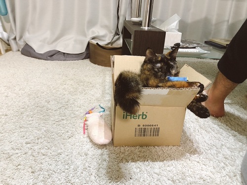 f:id:choco116choco:20220225071648j:plain