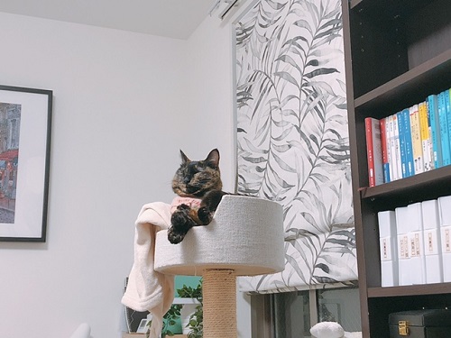 f:id:choco116choco:20220304074253j:plain