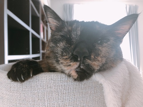 f:id:choco116choco:20220314065726j:plain