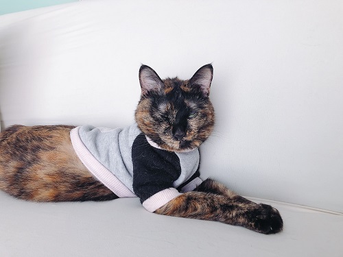 f:id:choco116choco:20220314065728j:plain