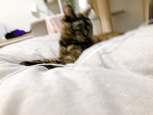 f:id:choco116choco:20220316070714j:plain