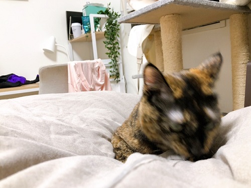 f:id:choco116choco:20220316070716j:plain