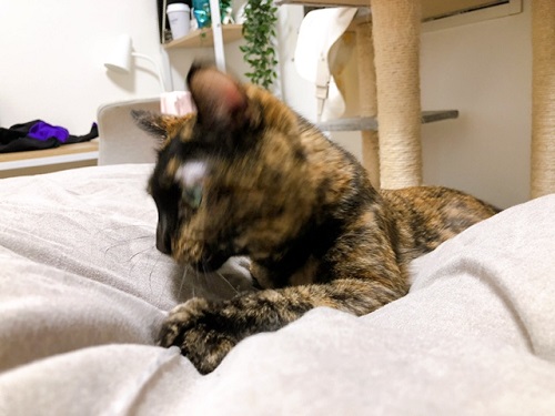 f:id:choco116choco:20220316070718j:plain