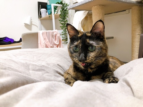 f:id:choco116choco:20220316070721j:plain