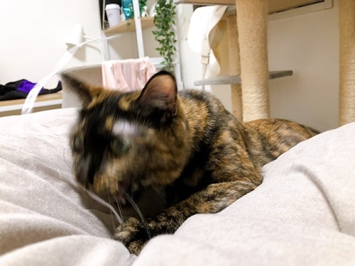 f:id:choco116choco:20220316070723j:plain