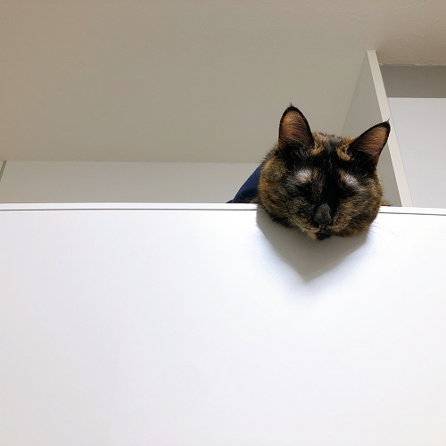 f:id:choco116choco:20220316070725j:plain