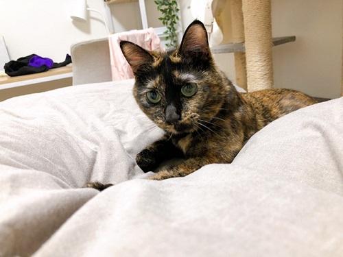 f:id:choco116choco:20220316070730j:plain