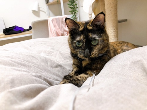 f:id:choco116choco:20220316070735j:plain