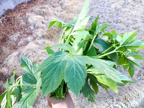 f:id:choco116choco:20220316072240j:plain