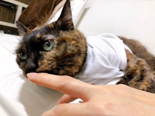 f:id:choco116choco:20220325071001j:plain