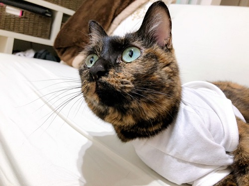 f:id:choco116choco:20220325071004j:plain