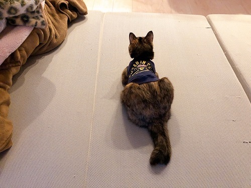 f:id:choco116choco:20220401070629j:plain