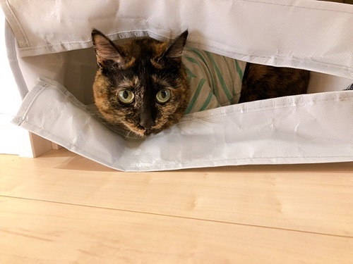 f:id:choco116choco:20220401070632j:plain