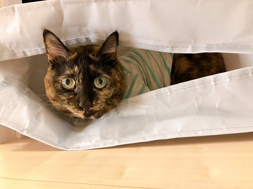 f:id:choco116choco:20220401070635j:plain