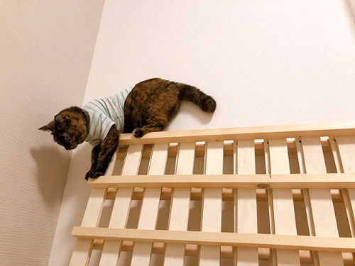 f:id:choco116choco:20220401070637j:plain