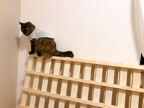 f:id:choco116choco:20220401070640j:plain